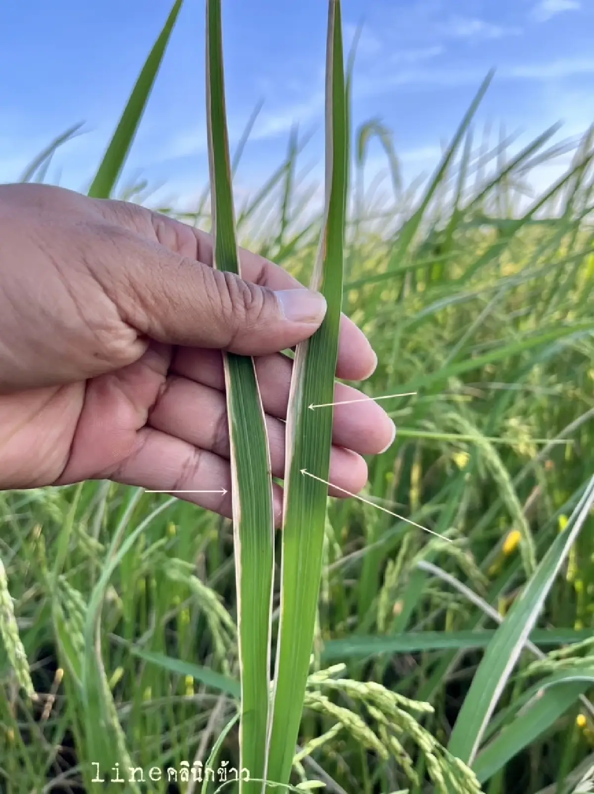 เกษตรฯ เตือนชาวนา ระวังโรคขอบใบแห้ง มากับอากาศหนาวเหน็บ