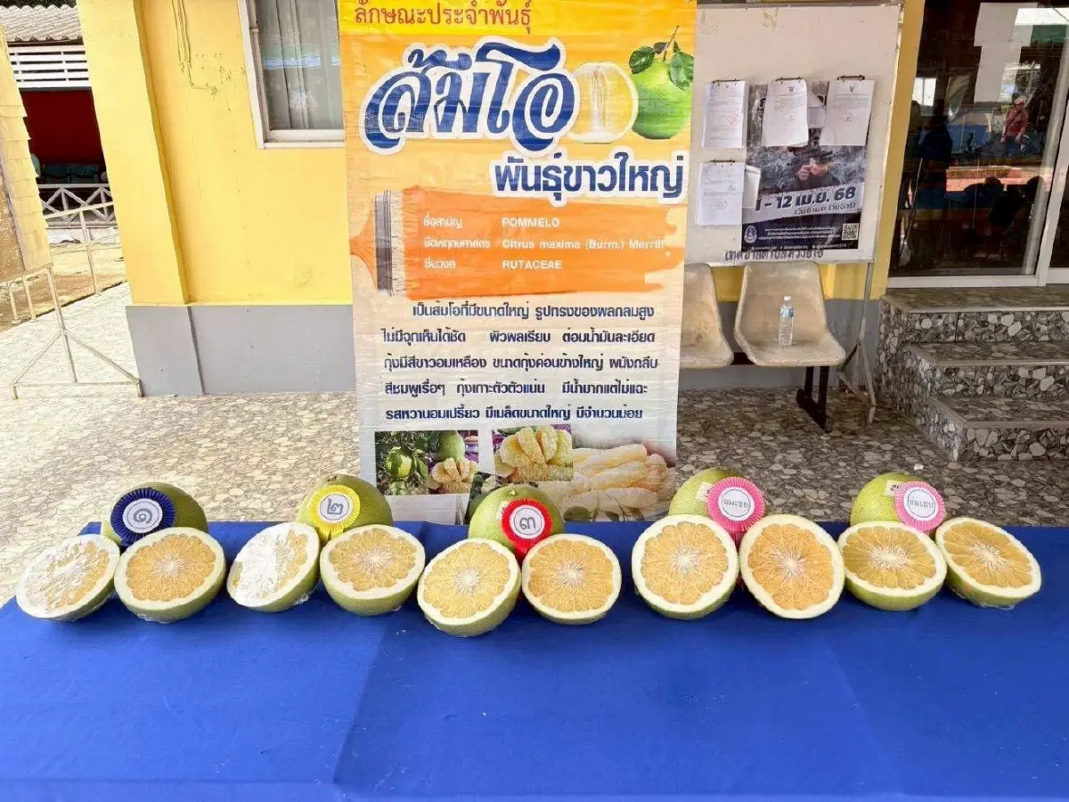 กรมทรัพย์สินทางปัญญา ประกาศ “ส้มโอเวียงแก่น” จ.เชียงราย เป็น GI น้องใหม่