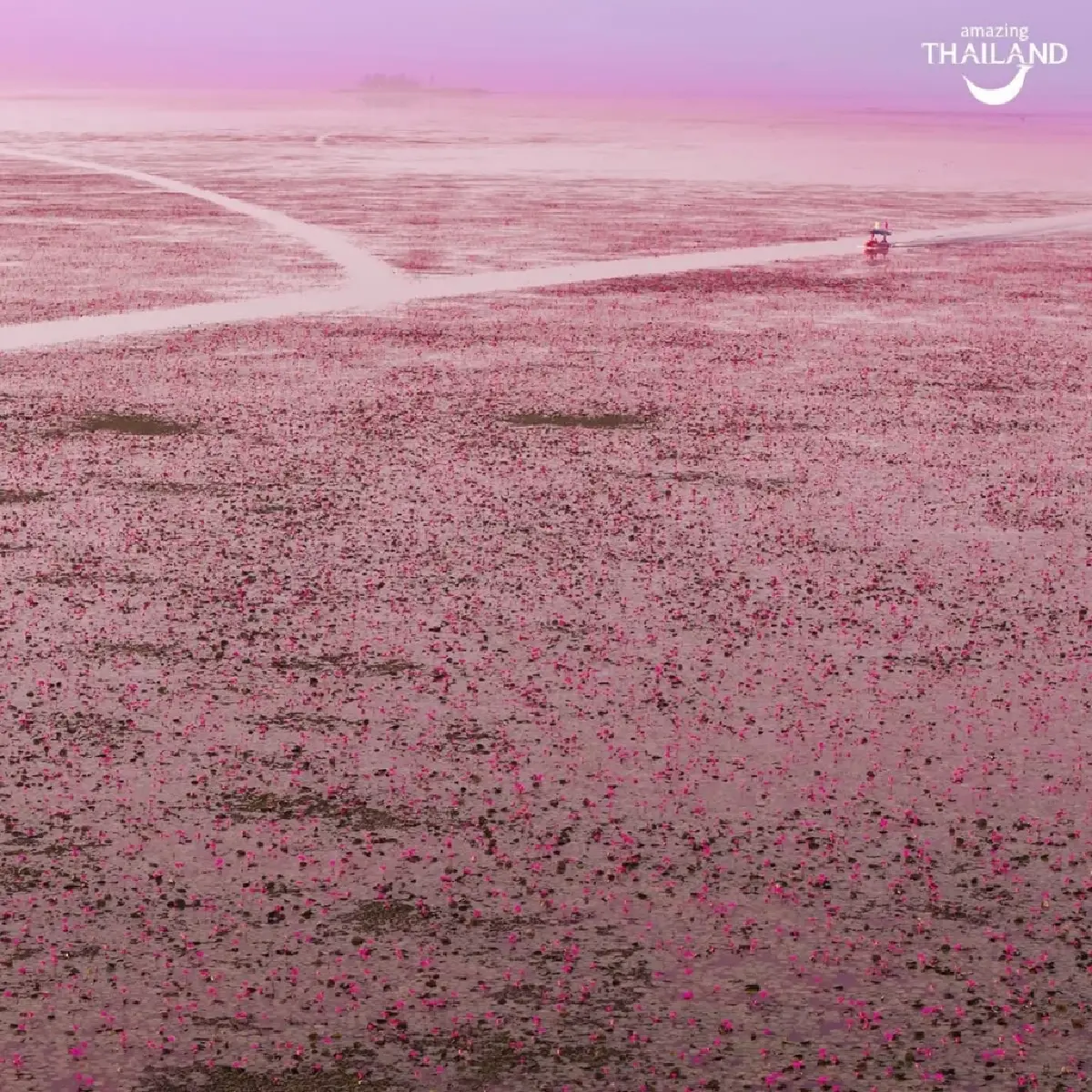 โซเชียลแห่ลงเรือตามรอย ‘ลิซ่า’ มีมดังเที่ยวทะเลบัวแดง ‘ททท.’ ยันไม่ได้ใช้ AI ทำภาพ