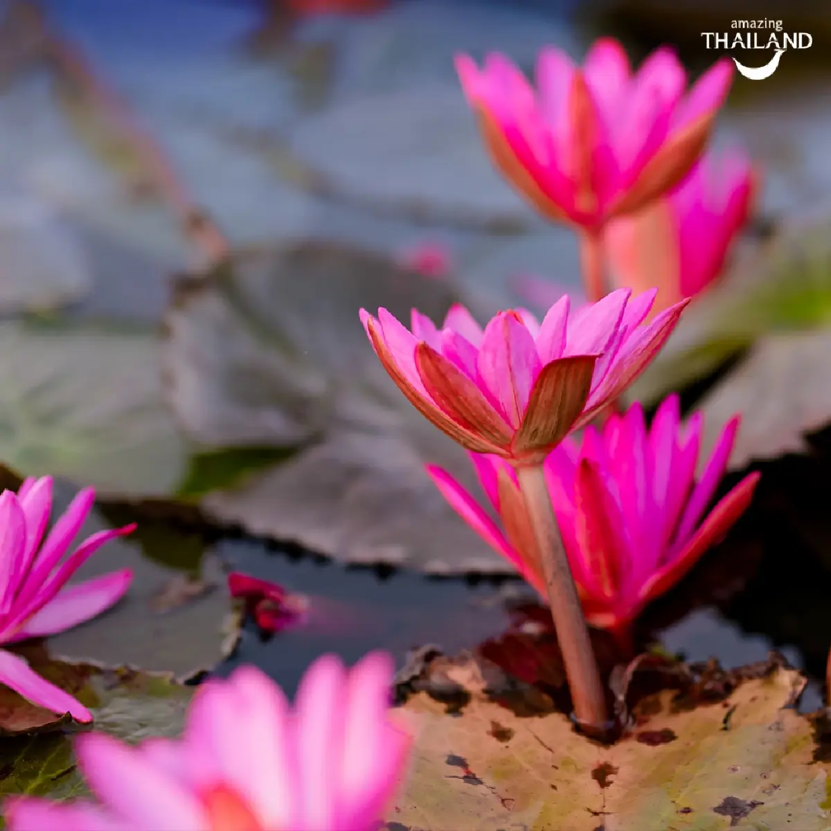 หนาว 14°C ไปเที่ยวอุดร ตามรอย ลิซ่า บุกทะเลบัวแดง ดูเวลาบัวบานสวย