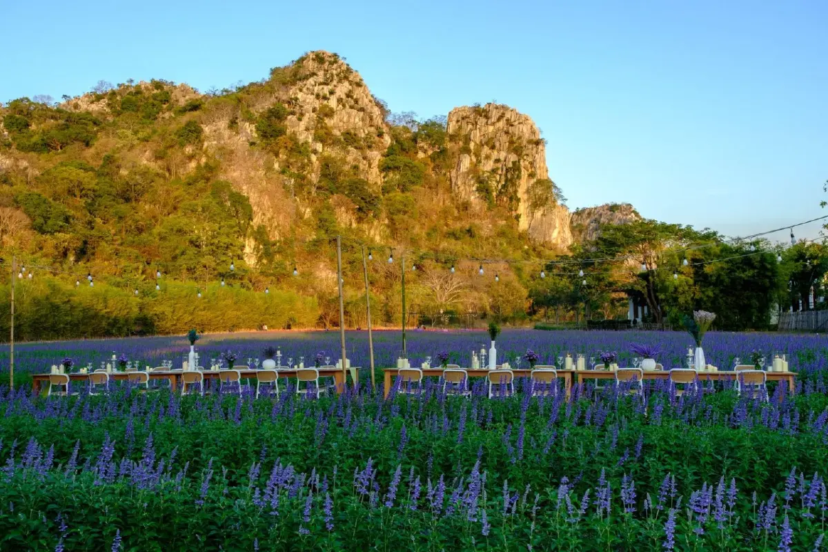 ชมพรมดอกไม้กลางหุบเขา 'ดอกบลูซัลเวีย' ที่ 'ทุ่งสิริสมัย'