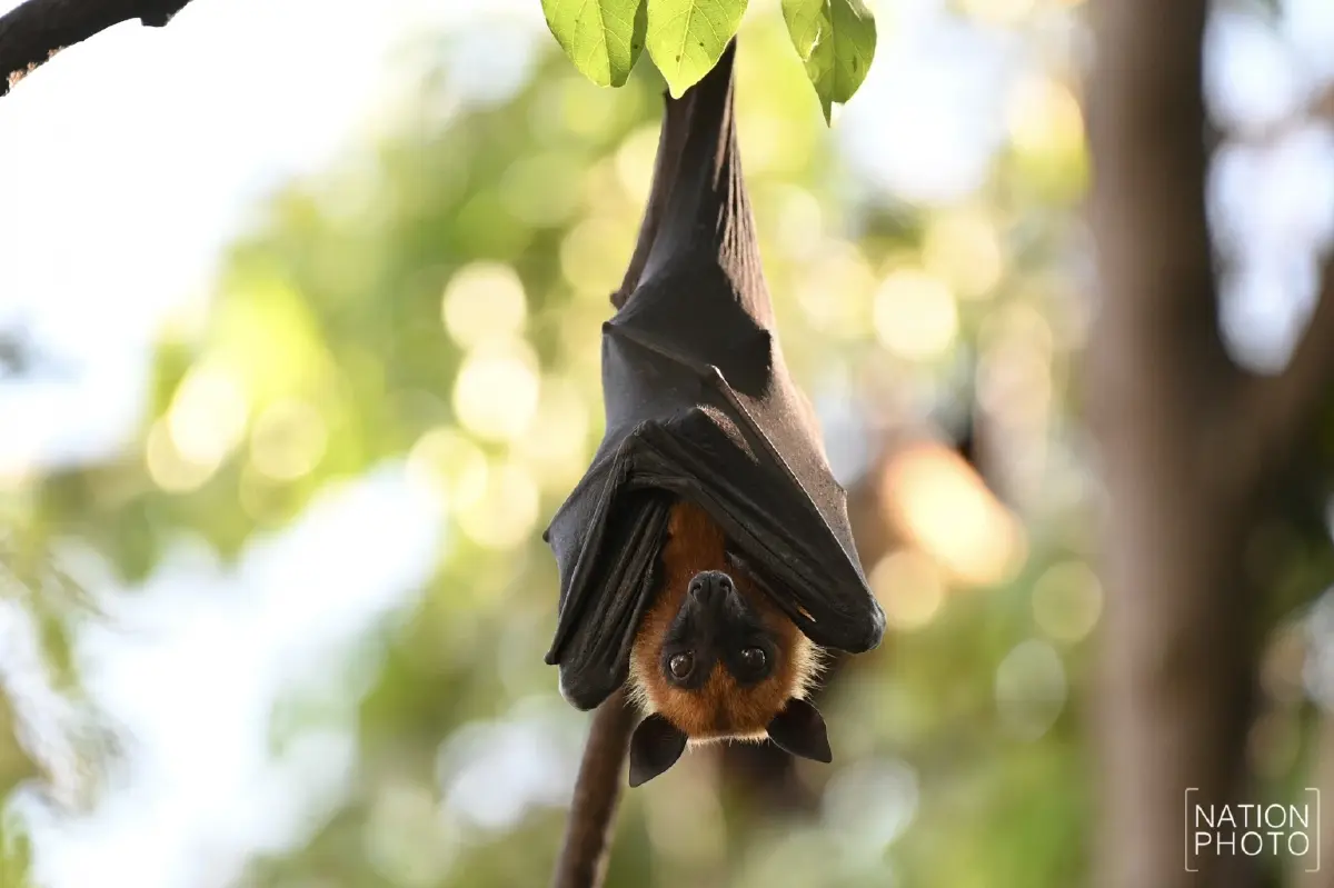 ผวา 'ไวรัสนิปาห์' วัดดังอยุธยาเร่งล้างมูลค้างคาว - ไทยยังไม่พบผู้ติดเชื้อ
