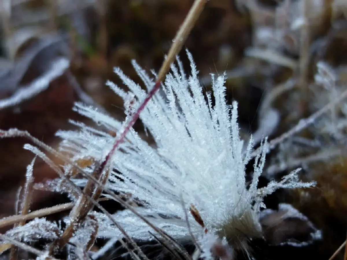ดอยอินทนนท์พบเหมยขาบต่อเนื่อง อุณหภูมิต่ำสุด 2 องศา ความงามฤดูหนาว