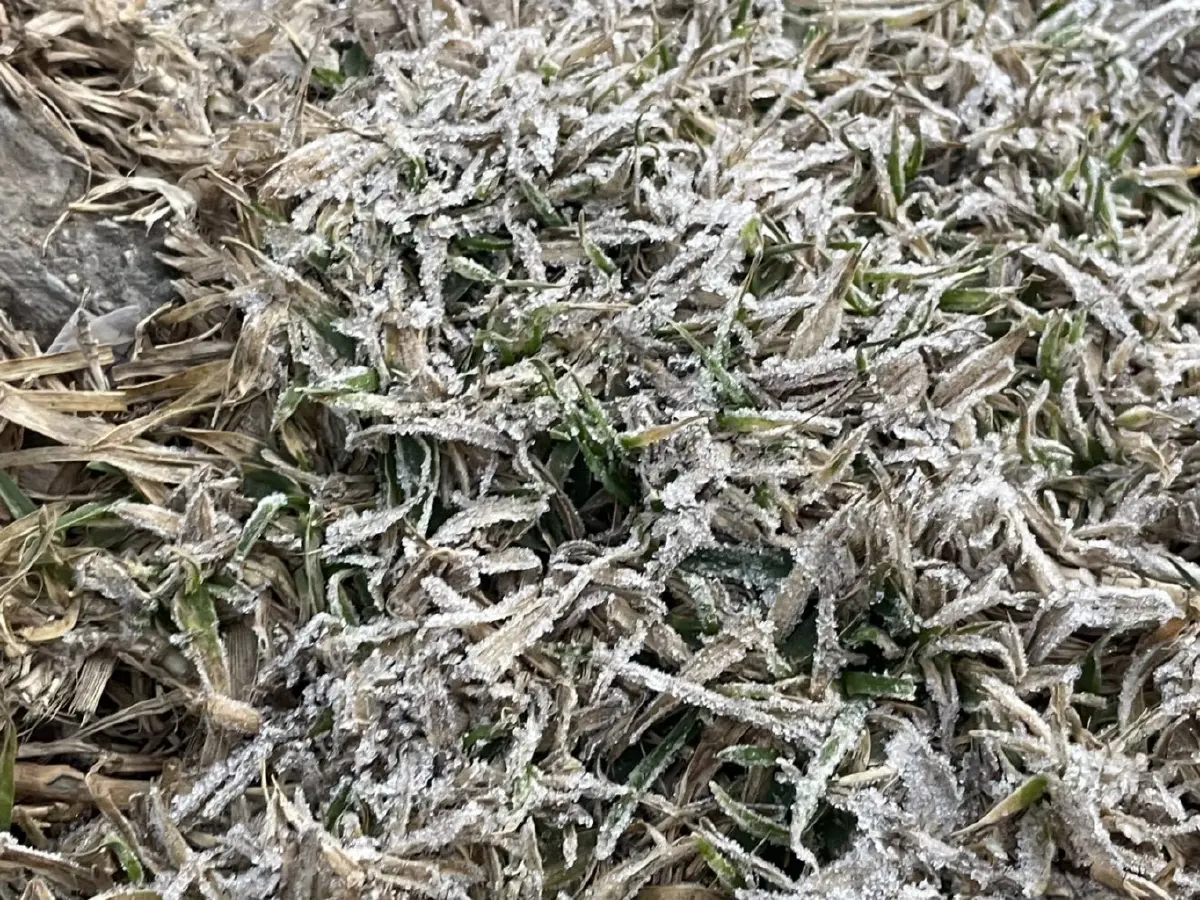 หนาวจนตัวสั่น! ดอยอินทนนท์-กิ่วแม่ปาน แตะ 0 องศาฯ ครั้งแรกของปี 69