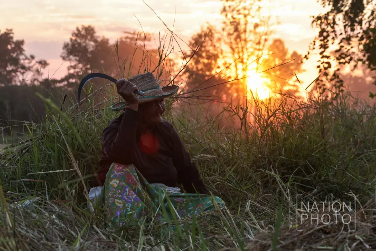 ชาวนาชายแดนสระแก้ว เกี่ยวข้าวช้าไปเกือบเดือน หลังต้องอพยพหนีการปะทะ