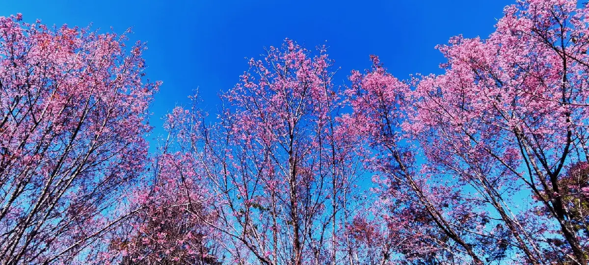 เลาวู....ประตูสู่เวียงแหง