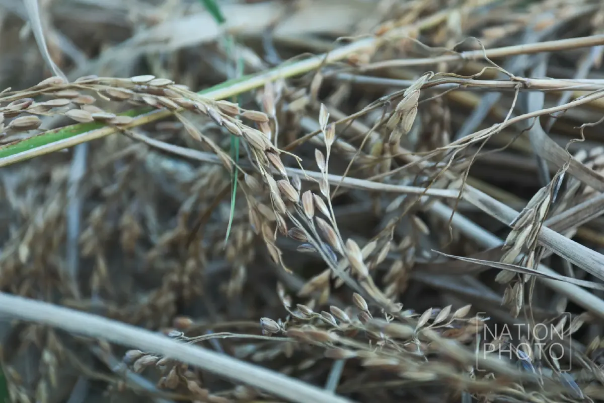 ชาวนาชายแดนสระแก้ว เกี่ยวข้าวช้าไปเกือบเดือน หลังต้องอพยพหนีการปะทะ