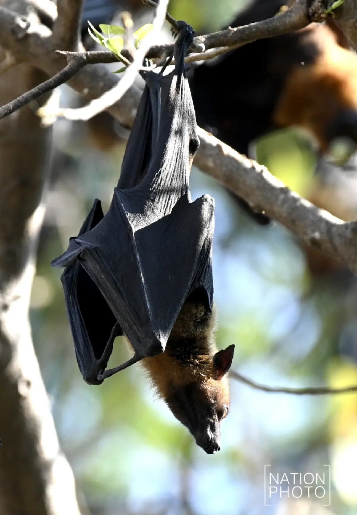 ผวา 'ไวรัสนิปาห์' วัดดังอยุธยาเร่งล้างมูลค้างคาว - ไทยยังไม่พบผู้ติดเชื้อ