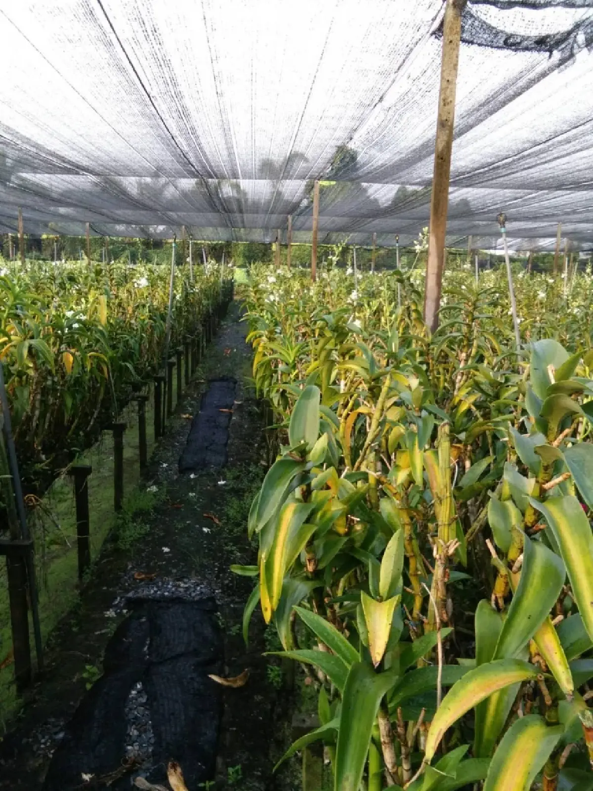 เกษตรฯ เคาะแผนเพาะปลูกฤดูแล้ง ปี69 คุมนาปรัง ลุ่มเจ้าพระยา 8.59  ล้านไร่