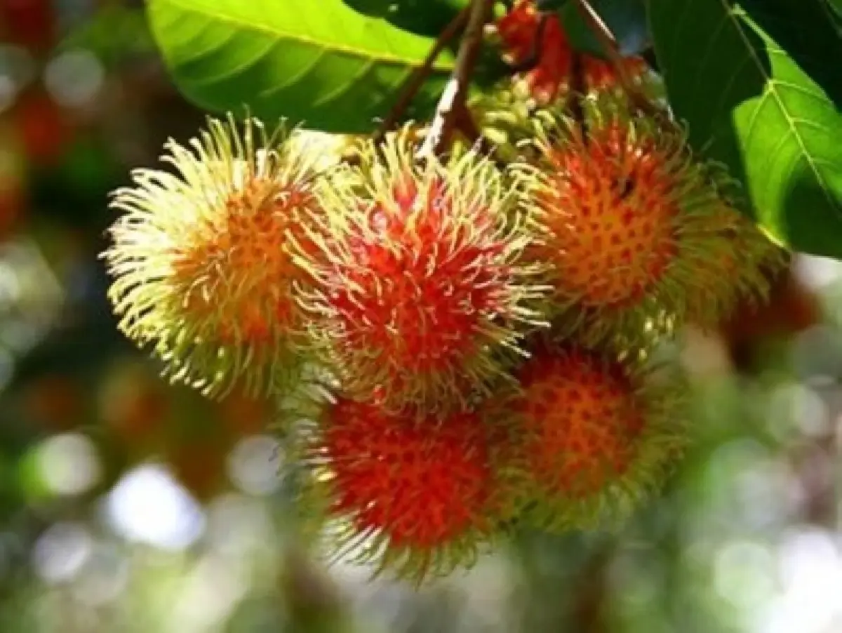 เกษตร เตรียมรับมือฤดูผลไม้ตะวันออก พร้อม คุมเข้มคุณภาพทุกมิติ คุมเข้มคุณภาพทุกมิติ
