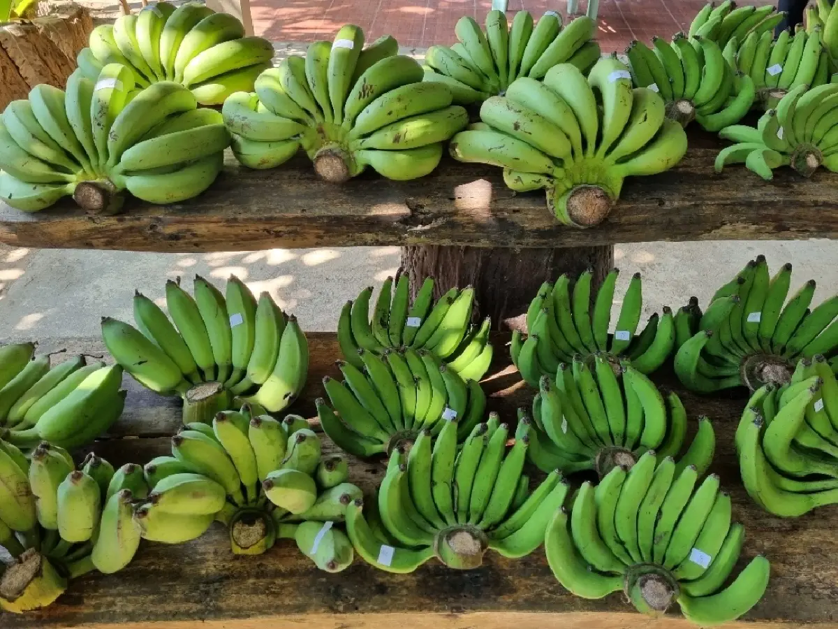 ‘พิกุล’คาเฟ่และสวนผักของคนรักสุขภาพ อ.เสริมงาม จ.ลำปาง