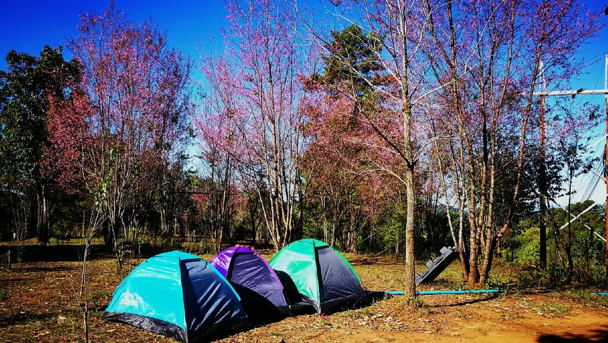 เลาวู....ประตูสู่เวียงแหง