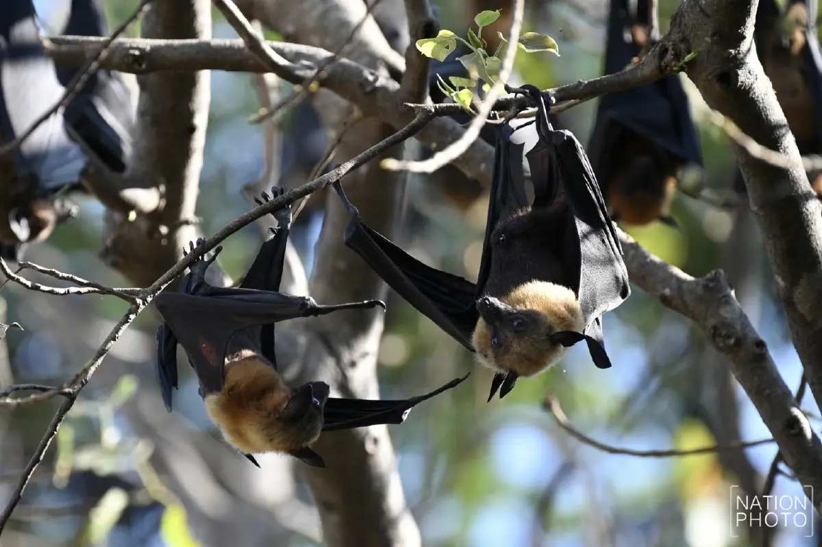 ผวา 'ไวรัสนิปาห์' วัดดังอยุธยาเร่งล้างมูลค้างคาว - ไทยยังไม่พบผู้ติดเชื้อ