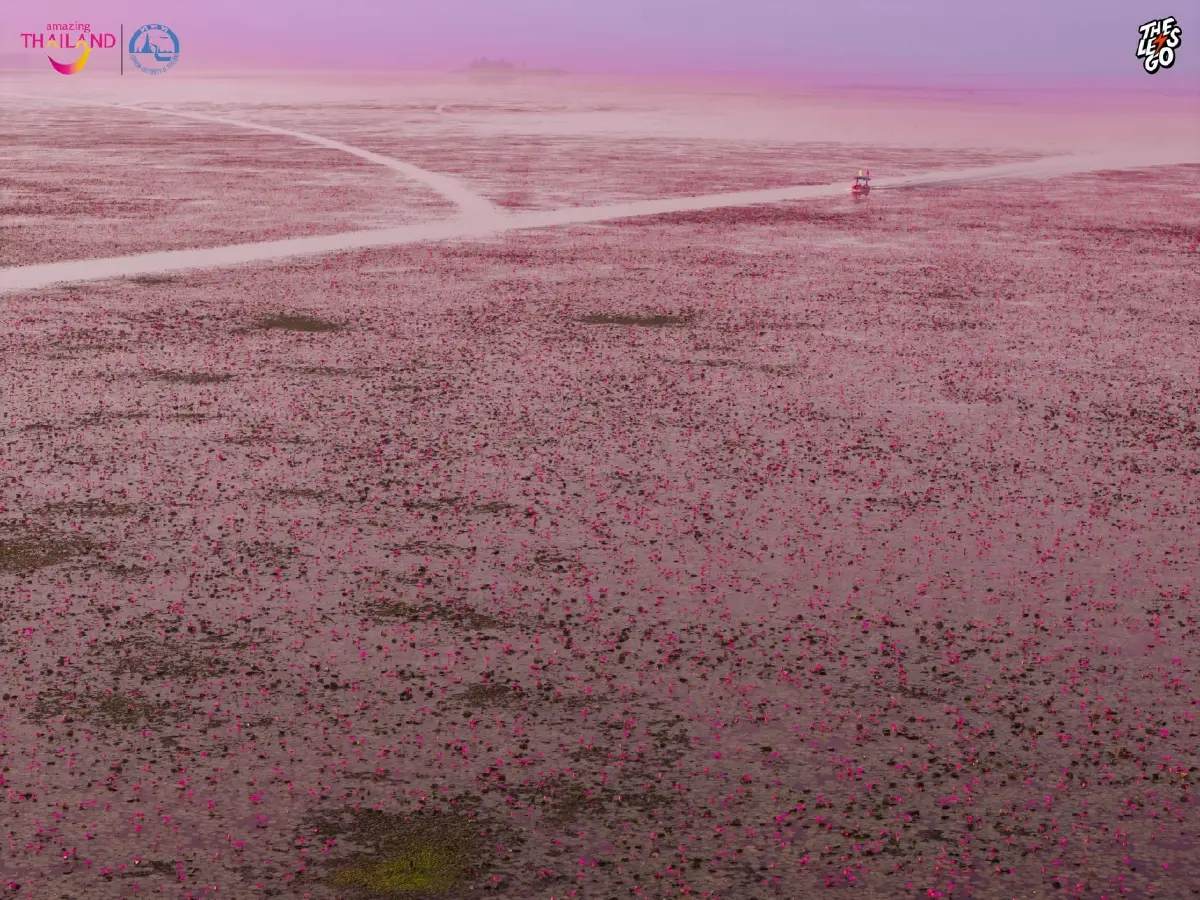 หนาว 14°C ไปเที่ยวอุดร ตามรอย ลิซ่า บุกทะเลบัวแดง ดูเวลาบัวบานสวย