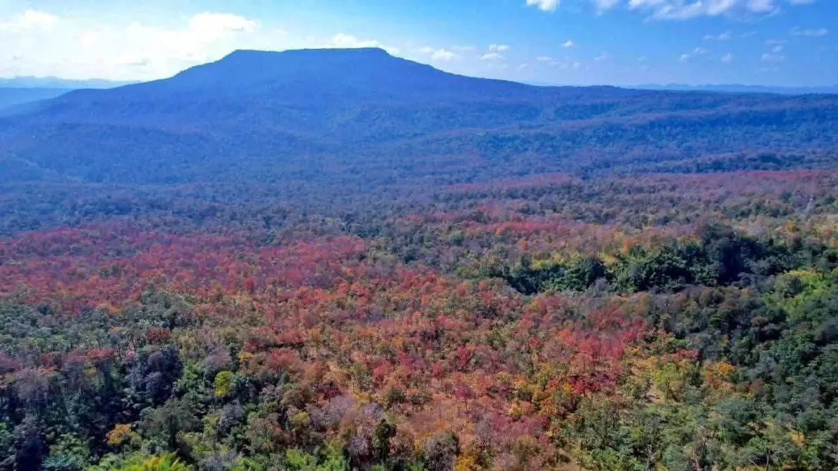 ปรากฏการณ์ 'ป่าเปลี่ยนสี' มหัศจรรย์สีสันแห่งผืนป่าน้ำหนาว จ.เพชรบูรณ์