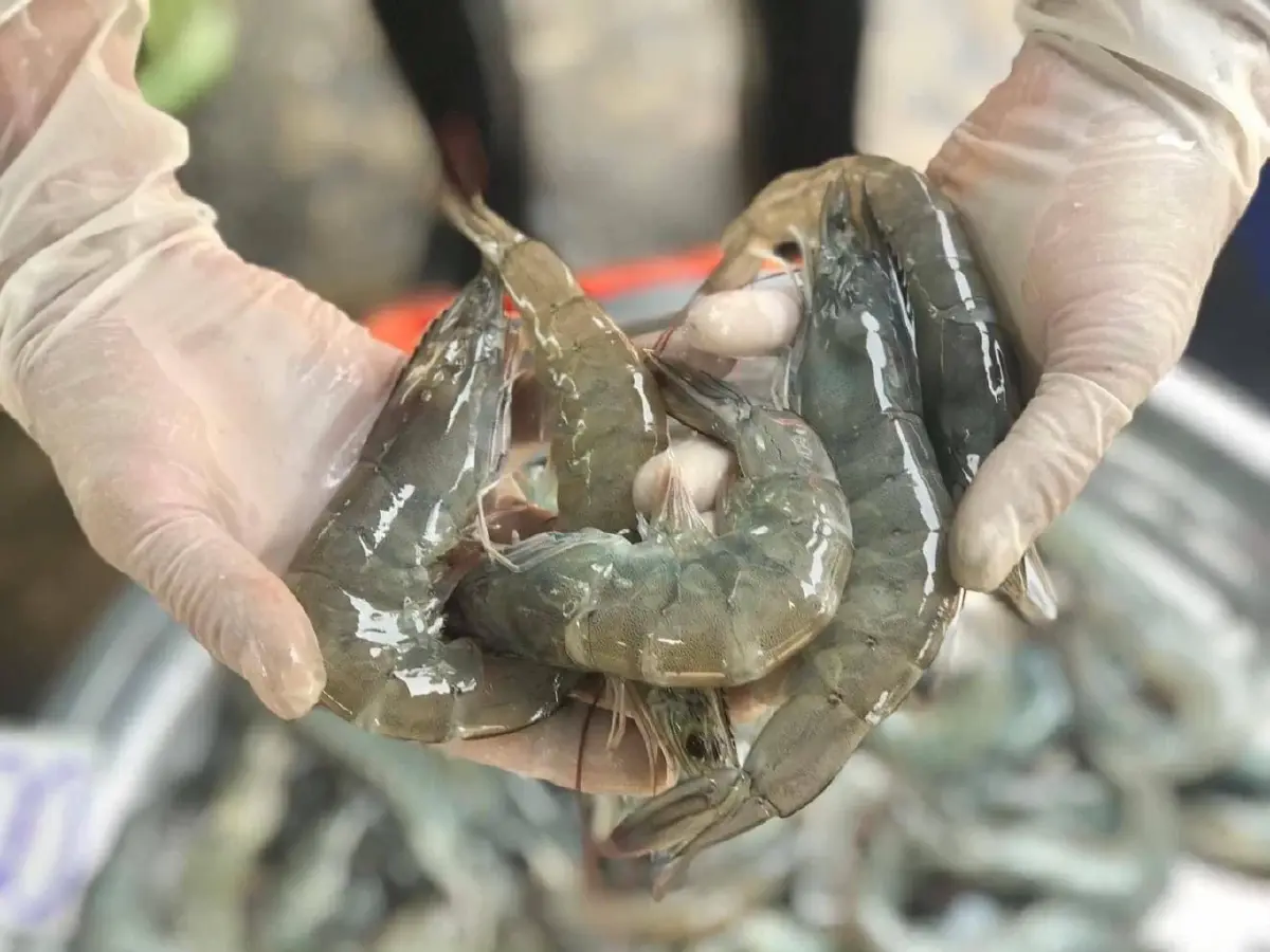 Next Step คนเลี้ยงกุ้ง ปรับตัวสู่อนาคต เติบโตอย่างยั่งยืน