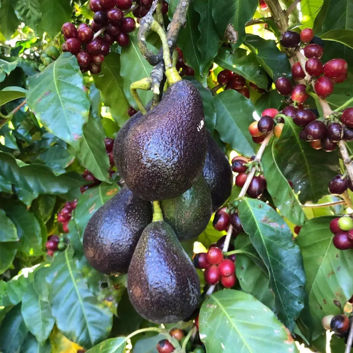 แคลิฟอร์เนียปลูกกาแฟ 'เกอิชา' เปิดประมูลครั้งแรกที่ดูไบ!