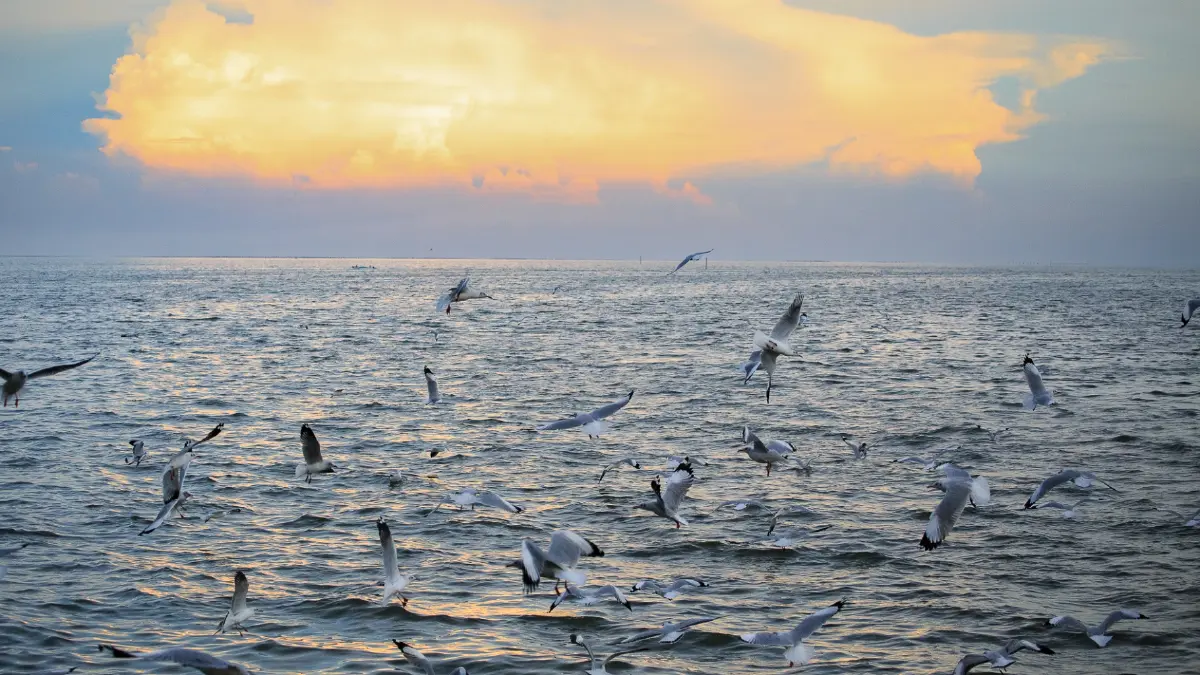 นักเดินทาง ‘นกนางนวล’ แห่งพื้นที่ชุ่มน้ำดอนหอยหลอด