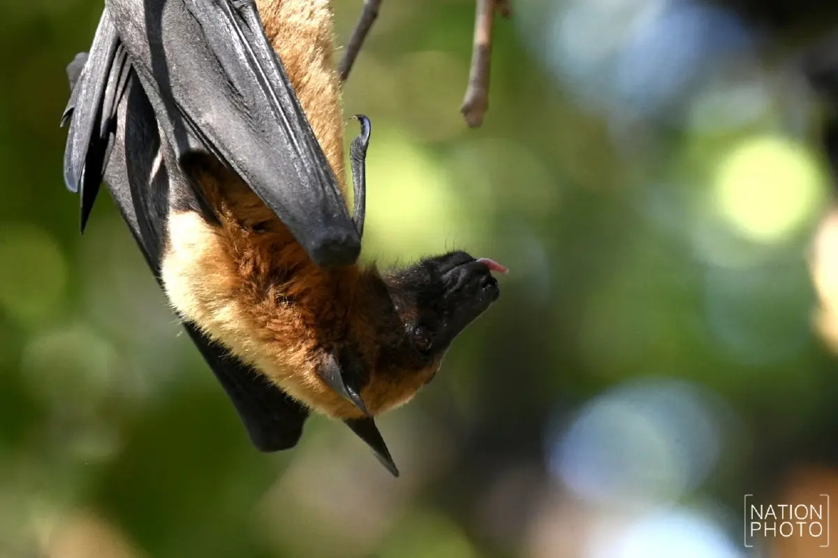 ผวา 'ไวรัสนิปาห์' วัดดังอยุธยาเร่งล้างมูลค้างคาว - ไทยยังไม่พบผู้ติดเชื้อ