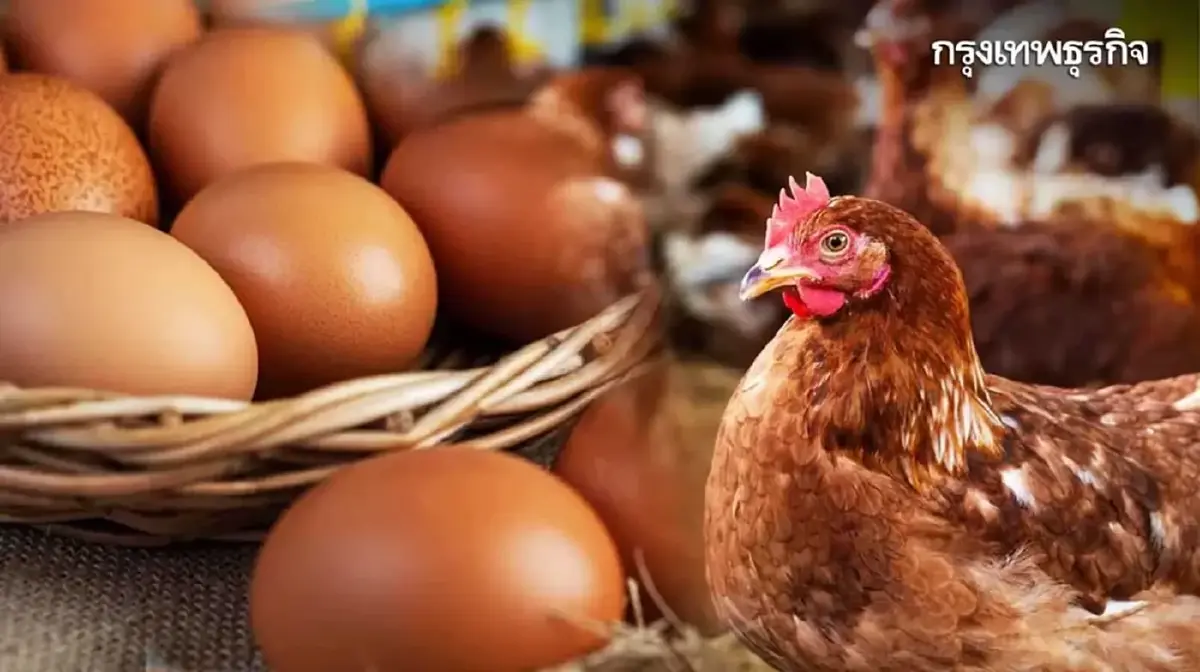 แผนไก่ไข่ปี 69 เคาะนำเข้าแม่พันธุ์ 4.4 แสนตัว สมดุลราคาและบริโภค
