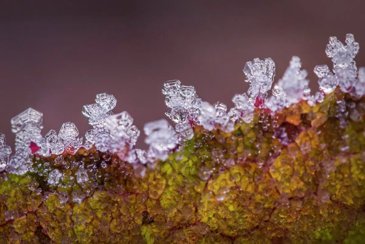 'ภูหินร่องกล้า' หนาวจัด ทะลุจุดเยือกแข็ง -4 องศา เกิดแม่คะนิ้งต่อเนื่องวันที่ 3