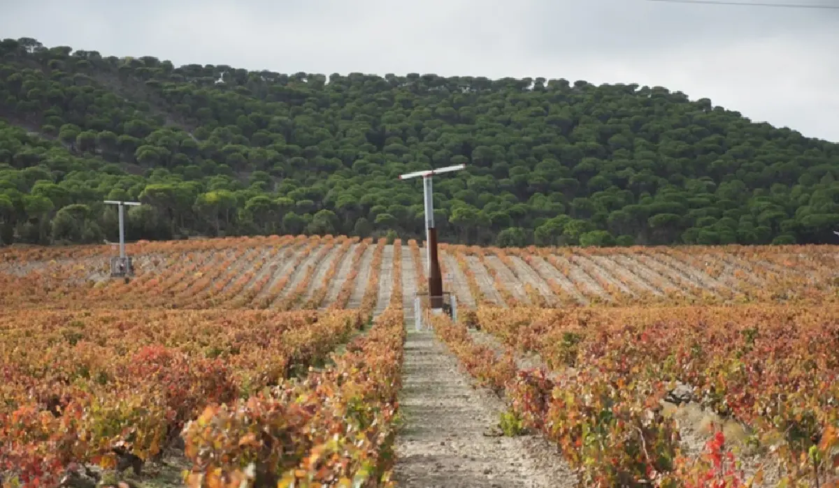 ไวน์สเปน หนึ่งในไวน์คลาสสิกของโลก