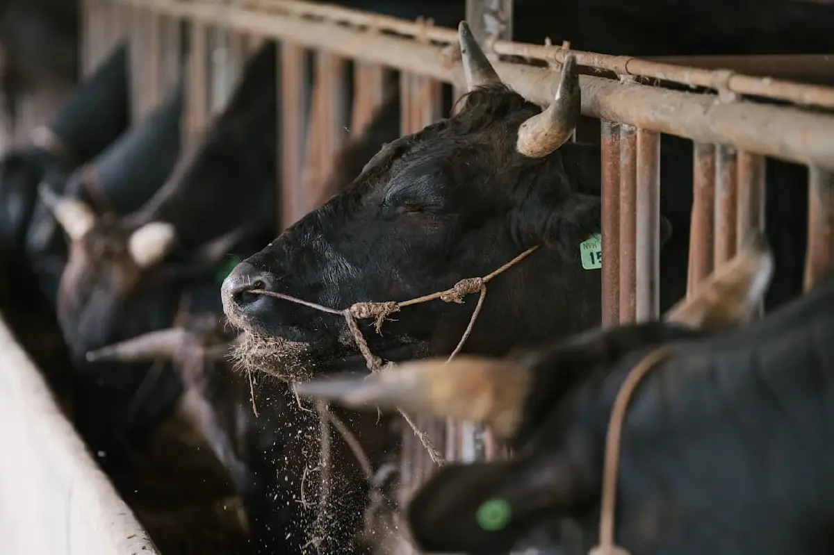 NIA ฉายภาพความสำเร็จ “โคดำลำตะคอง” ในงาน Thailand Beef Fest 2026