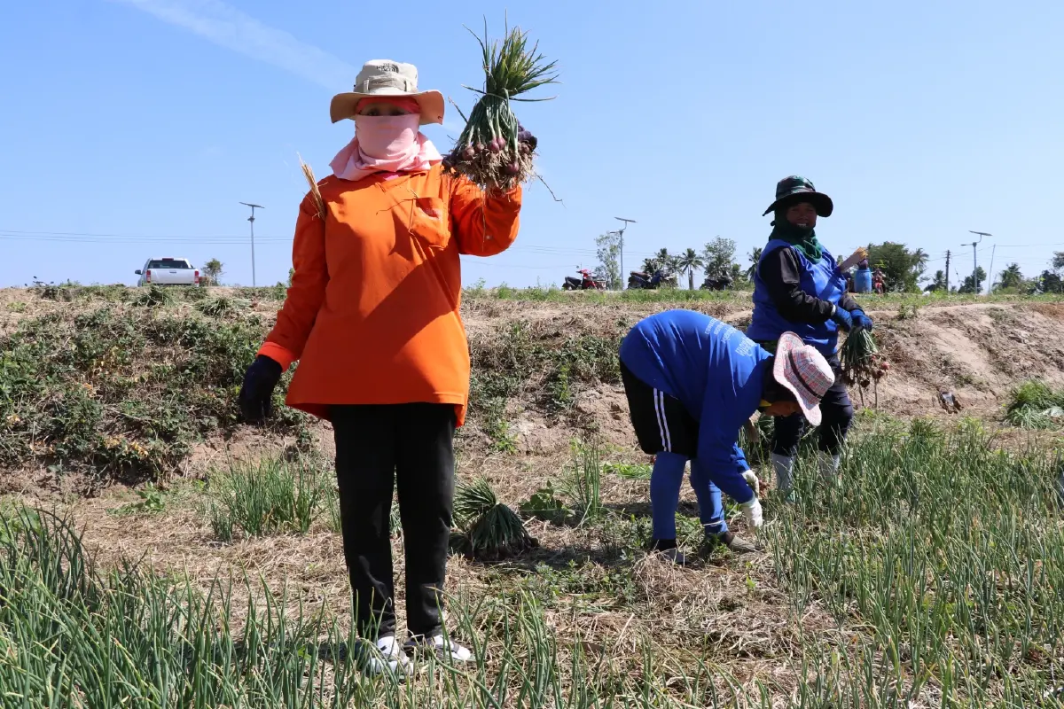หอมแดงกระจุกตัว ราคาตกเหลือ กก.ละ 7 บาท กรมส่งเสริมสหกรณ์ เร่งดึงออกนอกพื้นที่