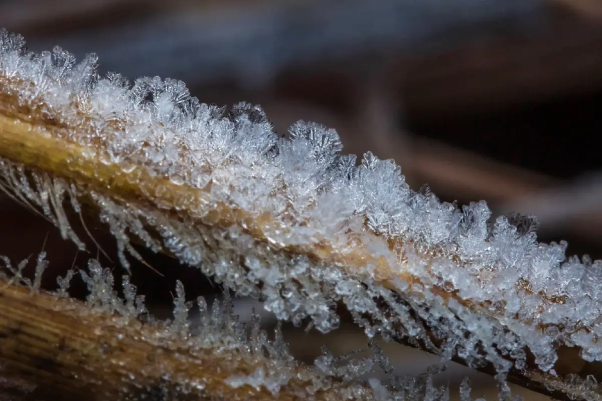 'ภูหินร่องกล้า' หนาวจัด ทะลุจุดเยือกแข็ง -4 องศา เกิดแม่คะนิ้งต่อเนื่องวันที่ 3