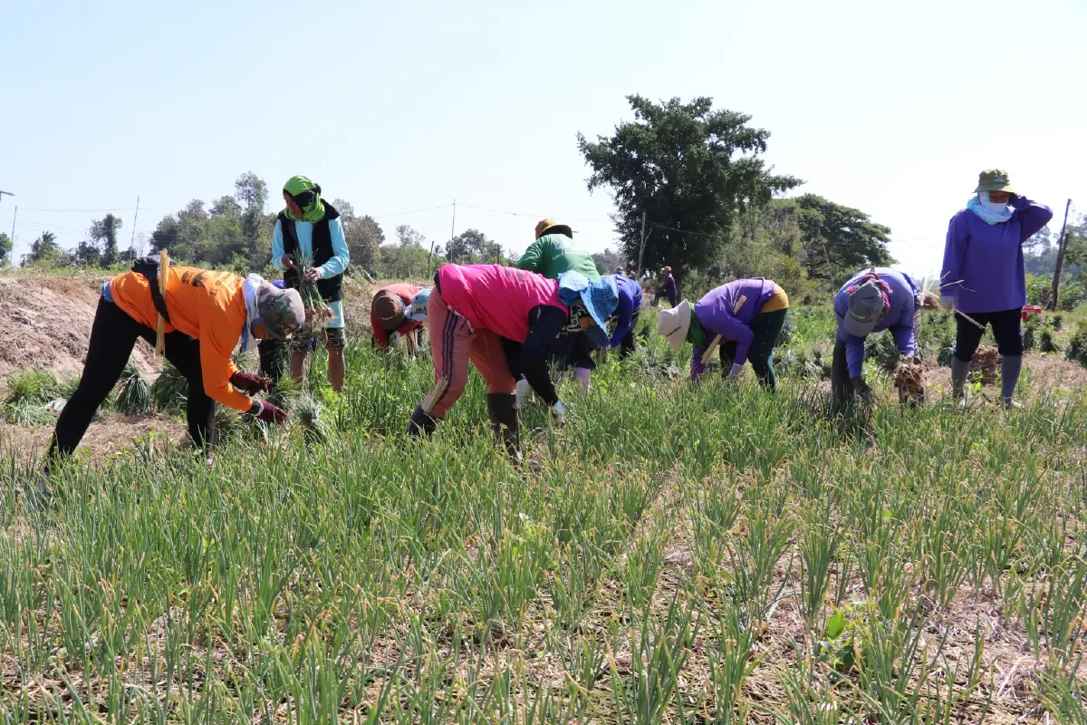 หอมแดงกระจุกตัว ราคาตกเหลือ กก.ละ 7 บาท กรมส่งเสริมสหกรณ์ เร่งดึงออกนอกพื้นที่
