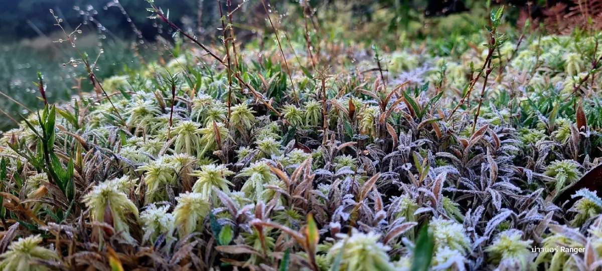 แม่คะนิ้ง ขาวโพลนแรกของปี 2569 โผล่ยอดภูหลวง อุณหภูมิดิ่ง 4 องศา