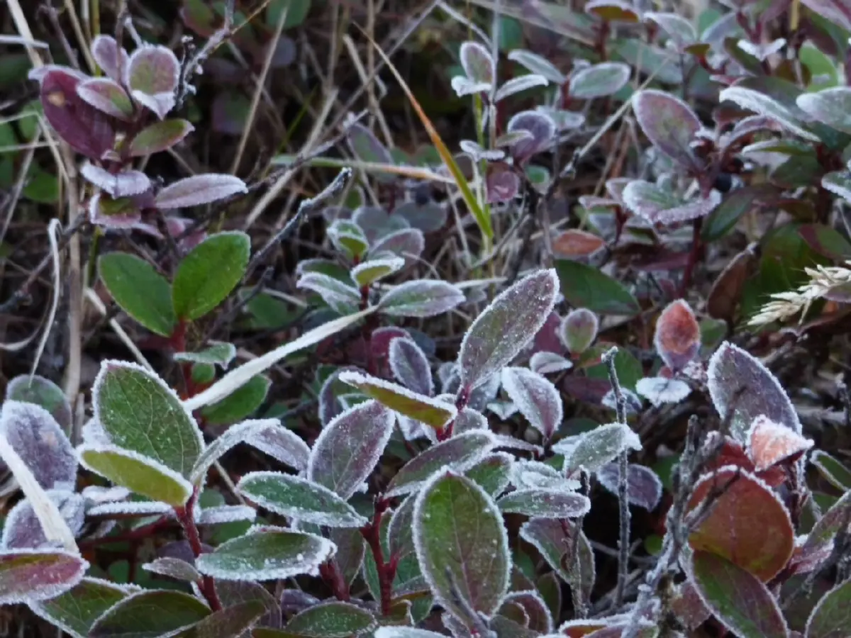 ดอยอินทนนท์พบเหมยขาบต่อเนื่อง อุณหภูมิต่ำสุด 2 องศา ความงามฤดูหนาว