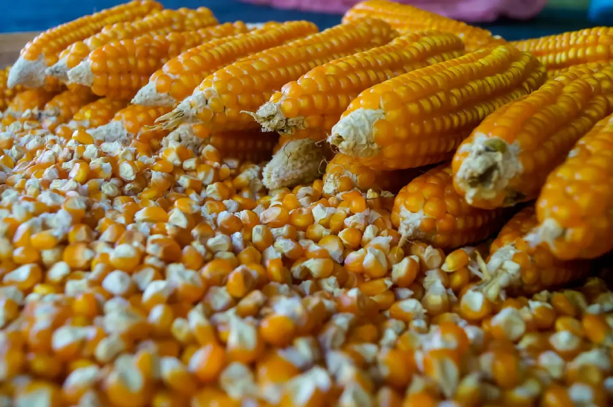 เกษตรฯยกระดับมาตรฐานการผลิตข้าวโพดเลี้ยงสัตว์ปลอดเผา