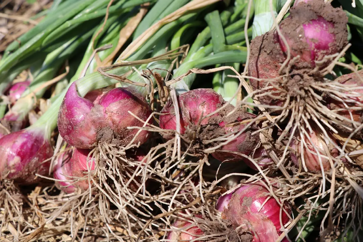 หอมแดงกระจุกตัว ราคาตกเหลือ กก.ละ 7 บาท กรมส่งเสริมสหกรณ์ เร่งดึงออกนอกพื้นที่