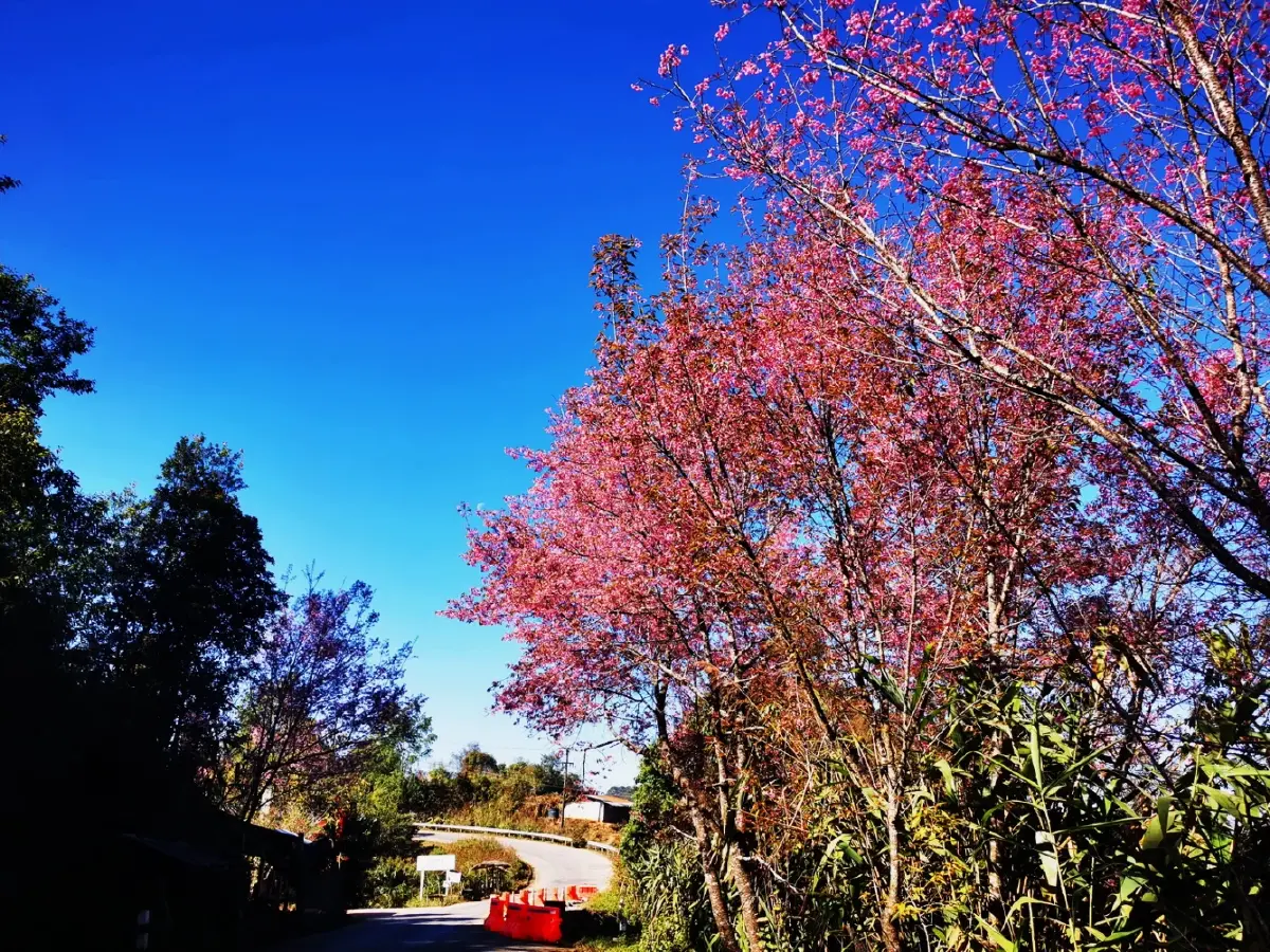 เลาวู....ประตูสู่เวียงแหง