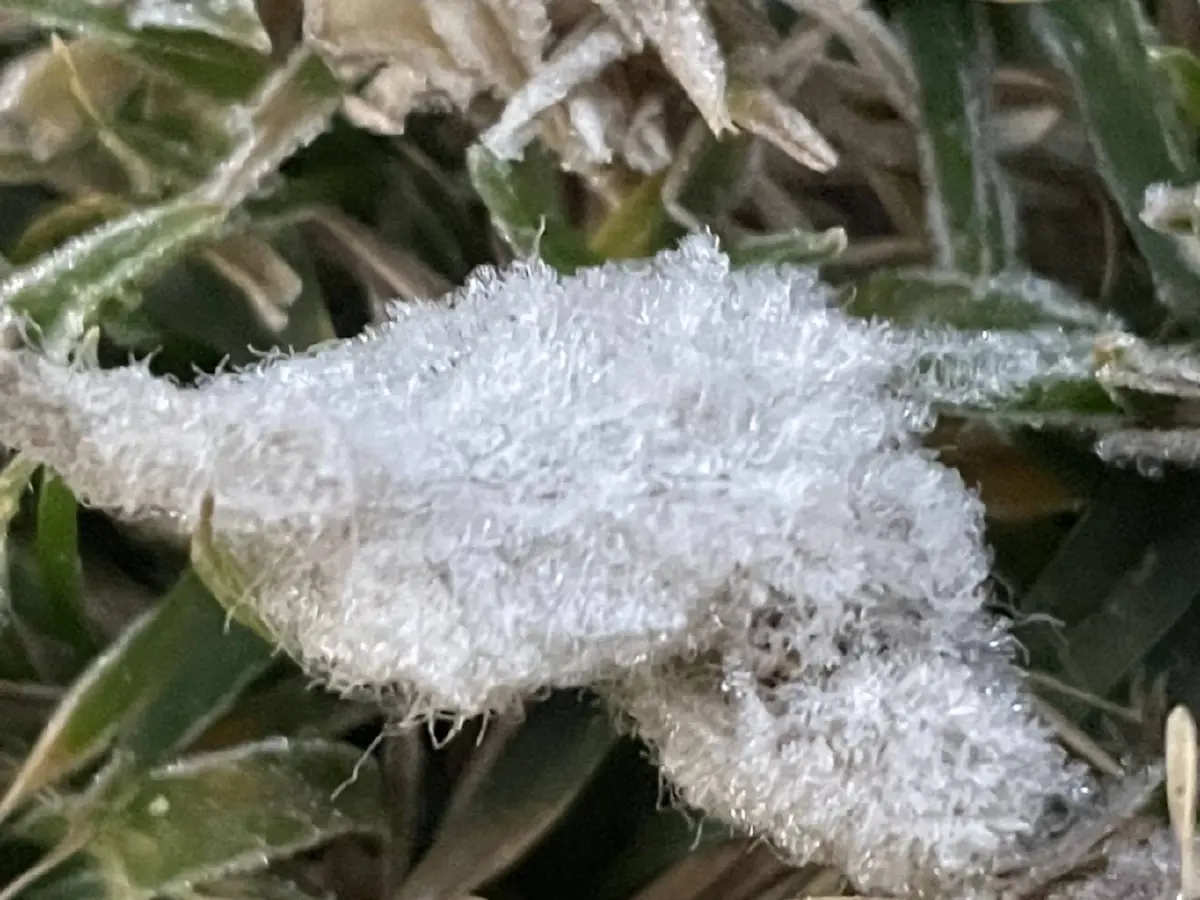 หนาวจนตัวสั่น! ดอยอินทนนท์-กิ่วแม่ปาน แตะ 0 องศาฯ ครั้งแรกของปี 69