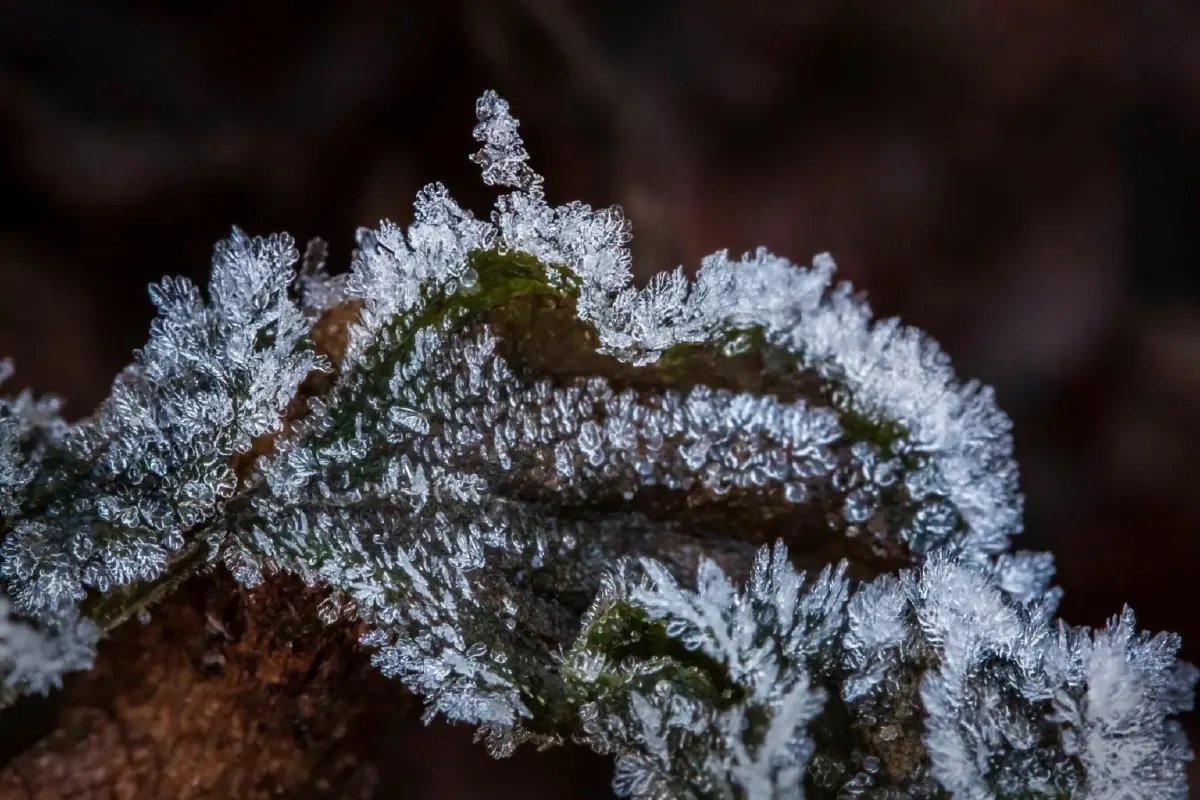 'ภูหินร่องกล้า' หนาวจัด ทะลุจุดเยือกแข็ง -4 องศา เกิดแม่คะนิ้งต่อเนื่องวันที่ 3