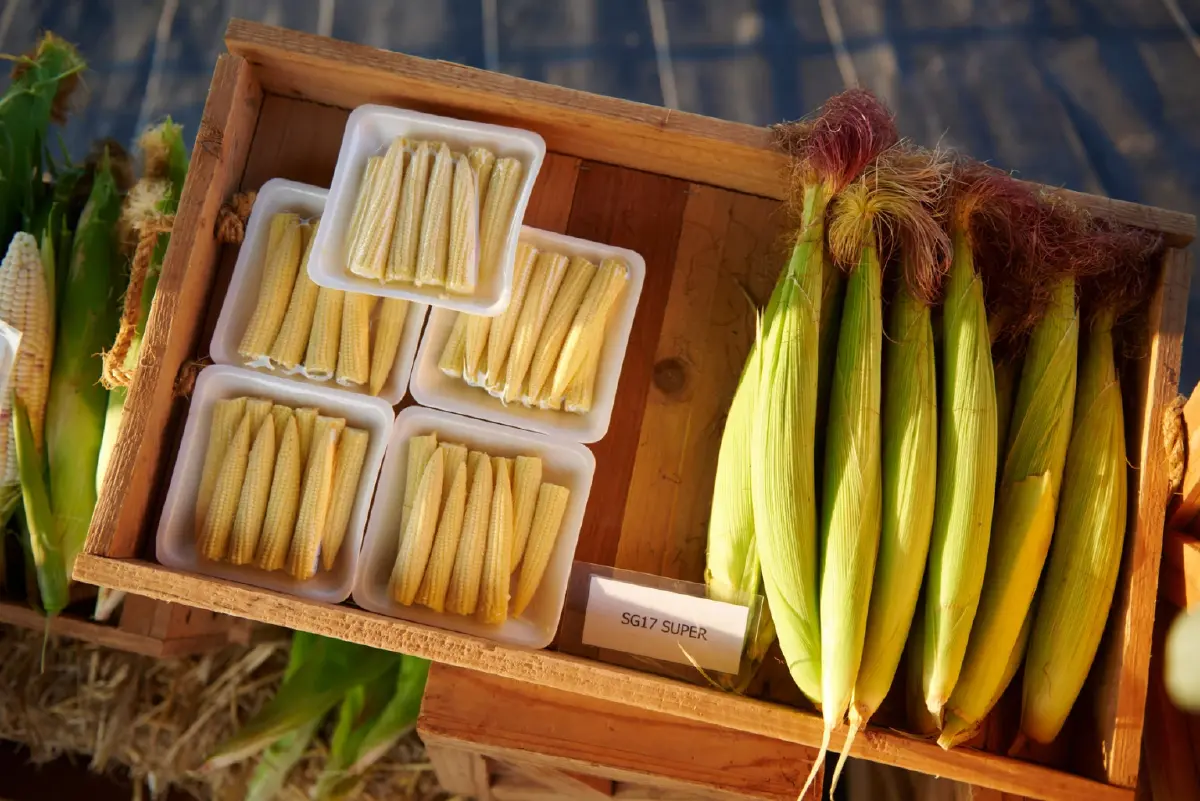 ซินเจนทา แลกเปลี่ยนการผลิตพืชผัก ภายใต้ความรุนแรงของสภาพอากาศร้อน