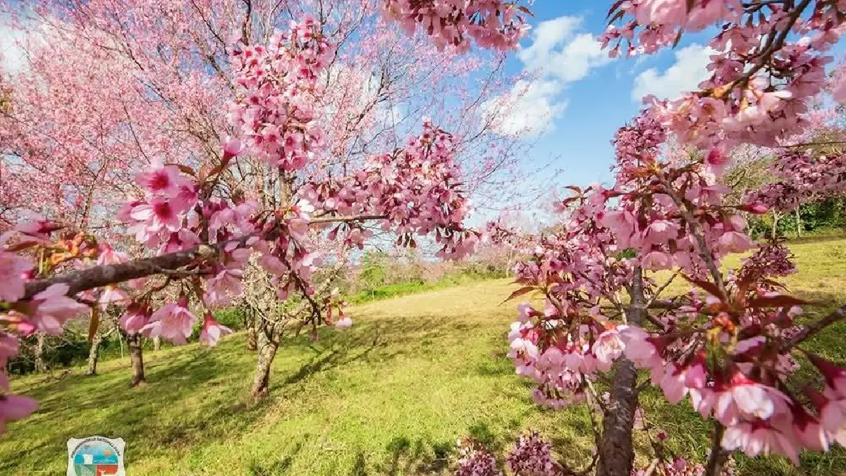 ชม ‘ซากุระเมืองไทย’ โค้งสุดท้าย ที่ ‘ภูลมโล’ กลางเดือนม.ค. 69