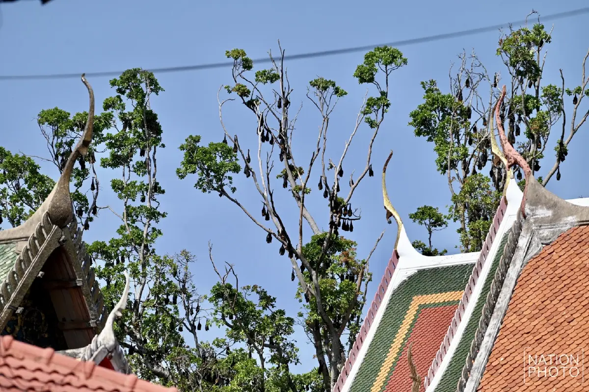 ผวา 'ไวรัสนิปาห์' วัดดังอยุธยาเร่งล้างมูลค้างคาว - ไทยยังไม่พบผู้ติดเชื้อ