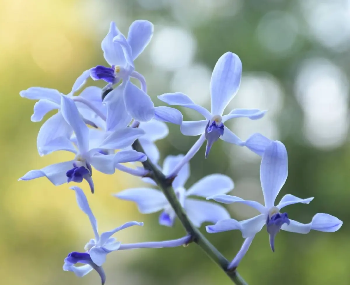 เผยโฉม ฟ้ามุ่ยน้อย กล้วยไม้หายาก เคยประกาศสูญพันธุ์ คืนชีพ 2569