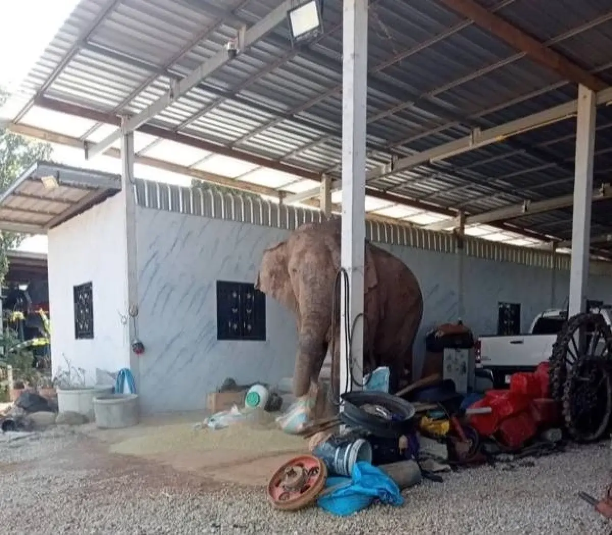 ปมร้อน! กรมอุทยานฯ​ แจงย้าย “สีดอแก้ว” เข้าศูนย์ปรับพฤติกรรมฯ ไม่ใช่การกักขัง