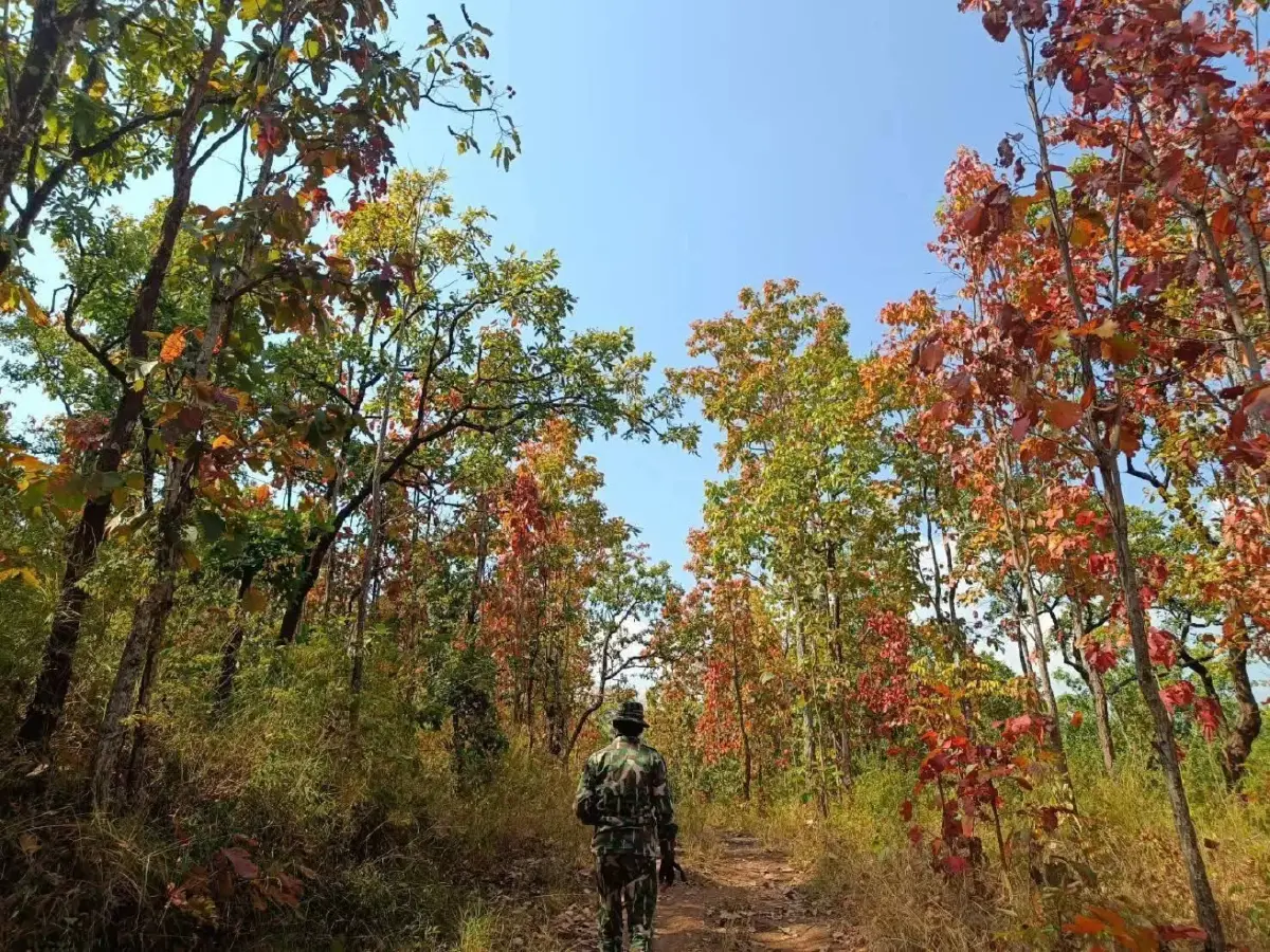 ปรากฏการณ์ 'ป่าเปลี่ยนสี' มหัศจรรย์สีสันแห่งผืนป่าน้ำหนาว จ.เพชรบูรณ์