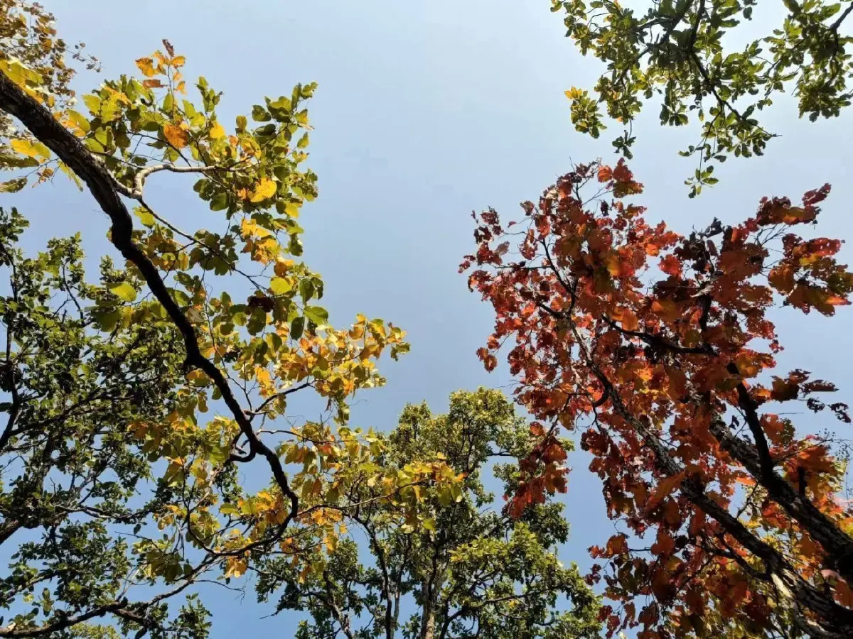 ปรากฏการณ์ 'ป่าเปลี่ยนสี' มหัศจรรย์สีสันแห่งผืนป่าน้ำหนาว จ.เพชรบูรณ์