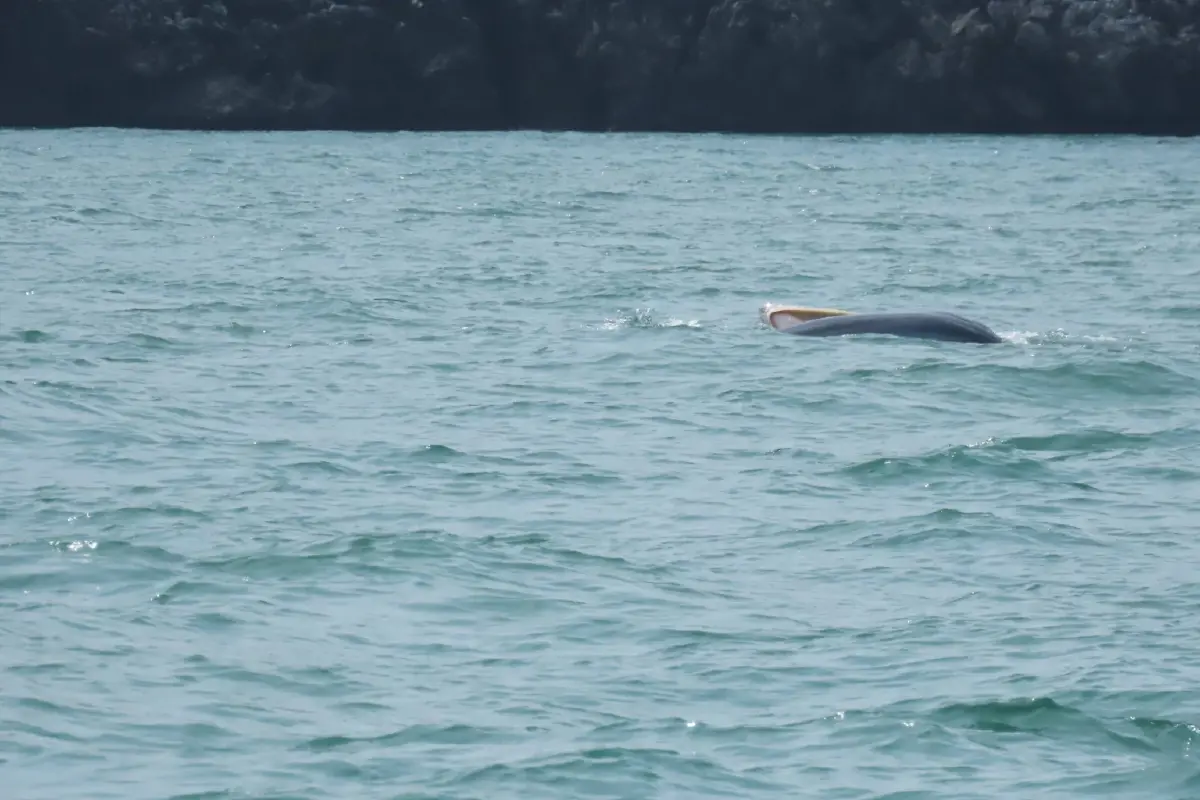 นักท่องเที่ยวตื่นตา 'วาฬบรูด้า' โผล่โชว์ตัวกลางทะเล อุทยานฯ หมู่เกาะอ่างทอง