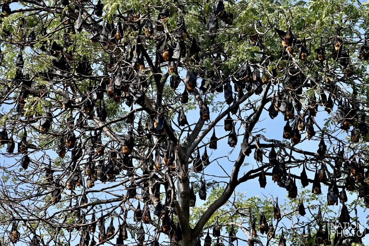 ผวา 'ไวรัสนิปาห์' วัดดังอยุธยาเร่งล้างมูลค้างคาว - ไทยยังไม่พบผู้ติดเชื้อ