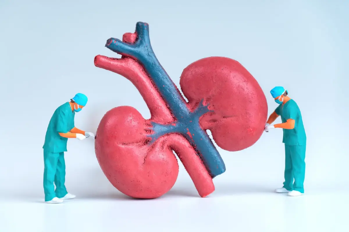 รู้จัก 'โพรไบโอติก L34' วิจัยแพทย์ จุฬาฯ ลดสารพิษ-อักเสบ สู้โรคไต