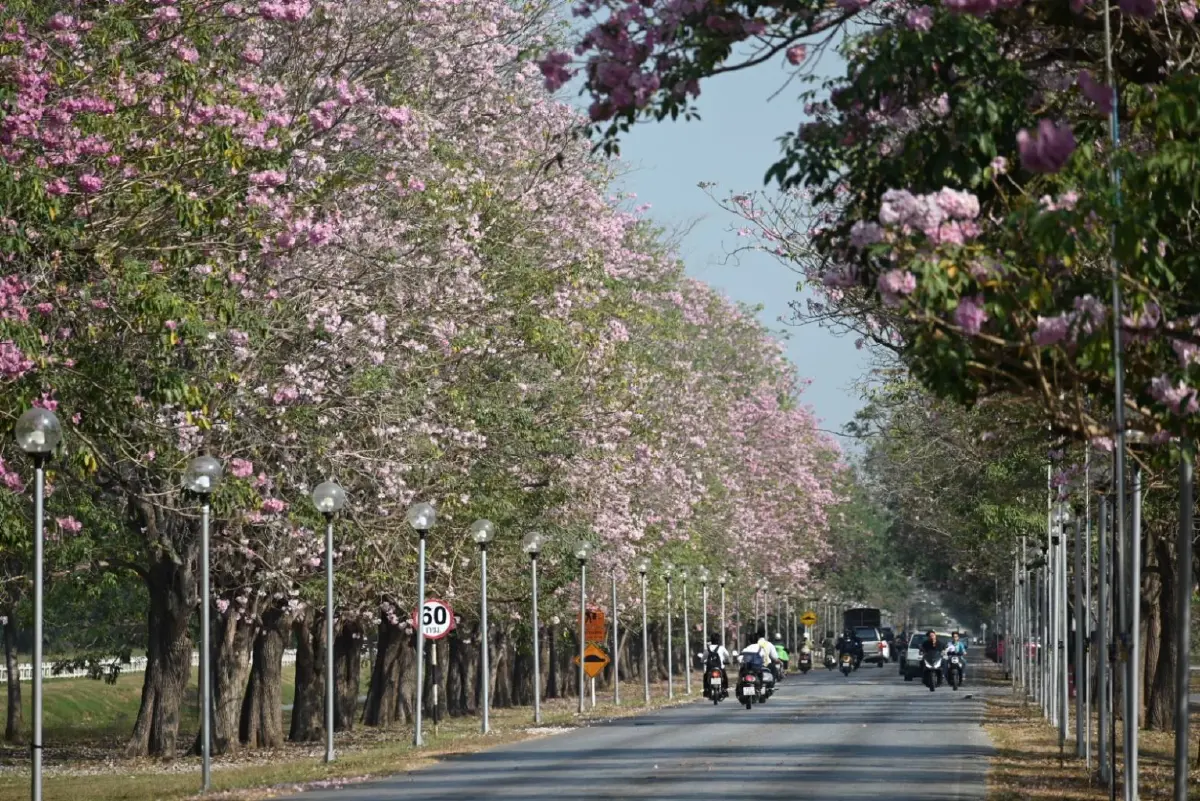 ถึงเวลายืนงง ในดงชมพูพันธุ์ทิพย์ 2569 มก.กำแพงแสน เช็กวันบานเต็ม