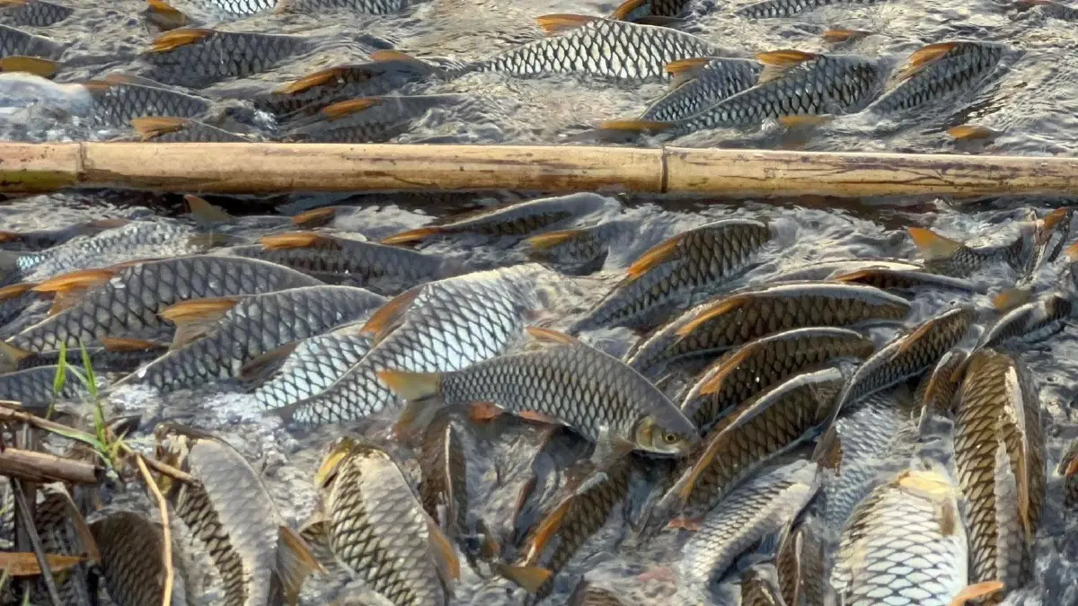 “ปลากอง” น่าน ปรากฏการณ์ 1 ปีมีครั้งเดียว สู่แหล่งเที่ยวใหม่