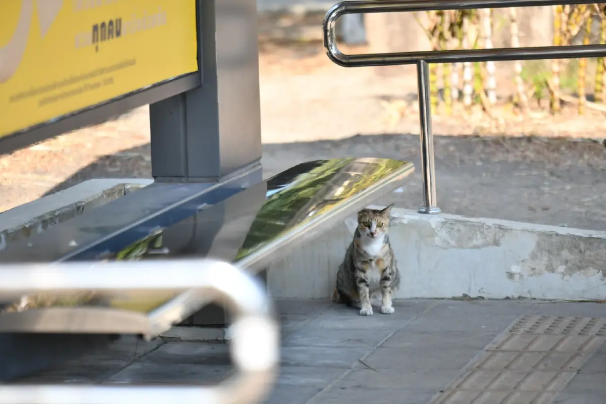 กทม. เตือนนำสัตว์มาปล่อยทิ้งมีความผิดตามกฎหมาย โทษปรับสูงสุด 4 หมื่นบาท